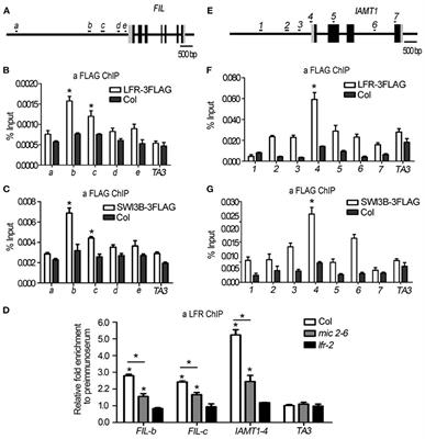 Corrigendum: LFR Physically and Genetically Interacts With SWI/SNF Component SWI3B to Regulate Leaf Blade Development in Arabidopsis